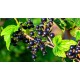 Саженец смородины чёрной "Рубен" Саженец смородины чёрной "Рубен"