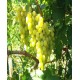 Саженец винограда "Брестовица" Саженец винограда "Брестовица"